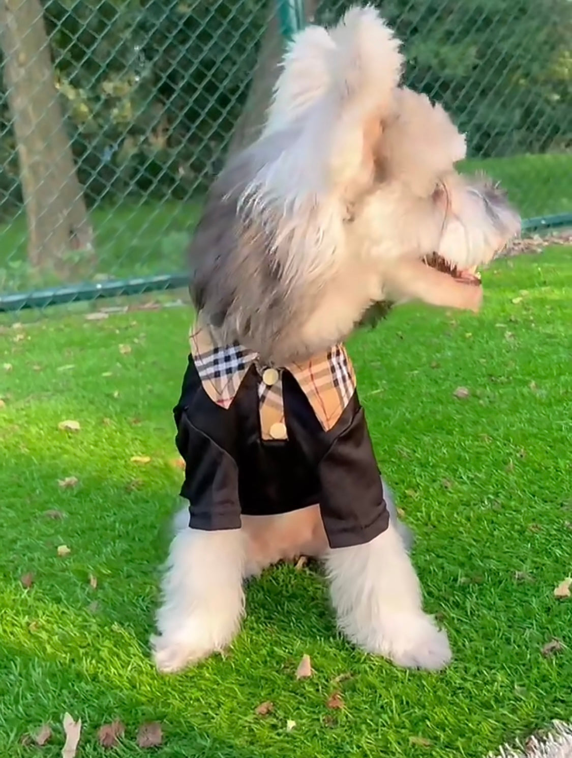 Barkberry Polo