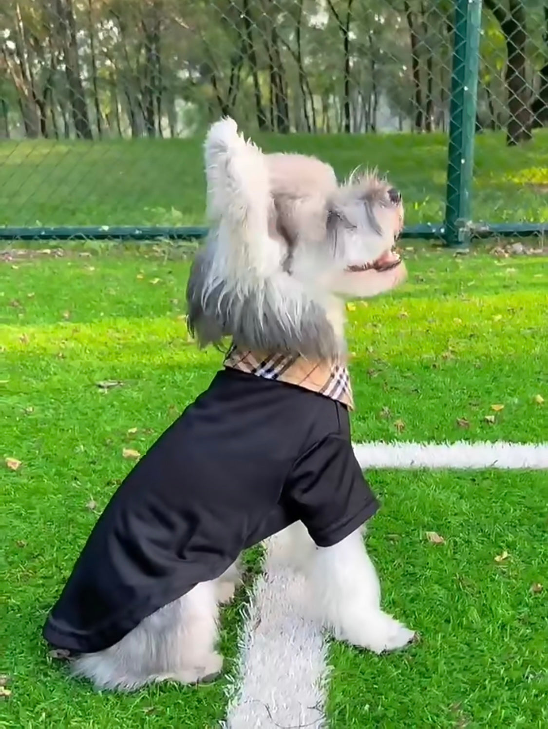 Barkberry Polo