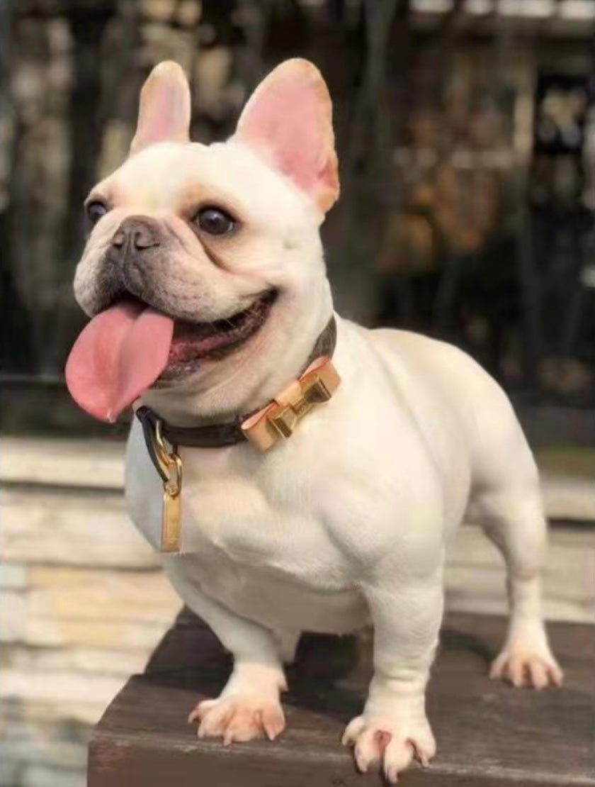 Lux Bow Tie Collar/Leash Set