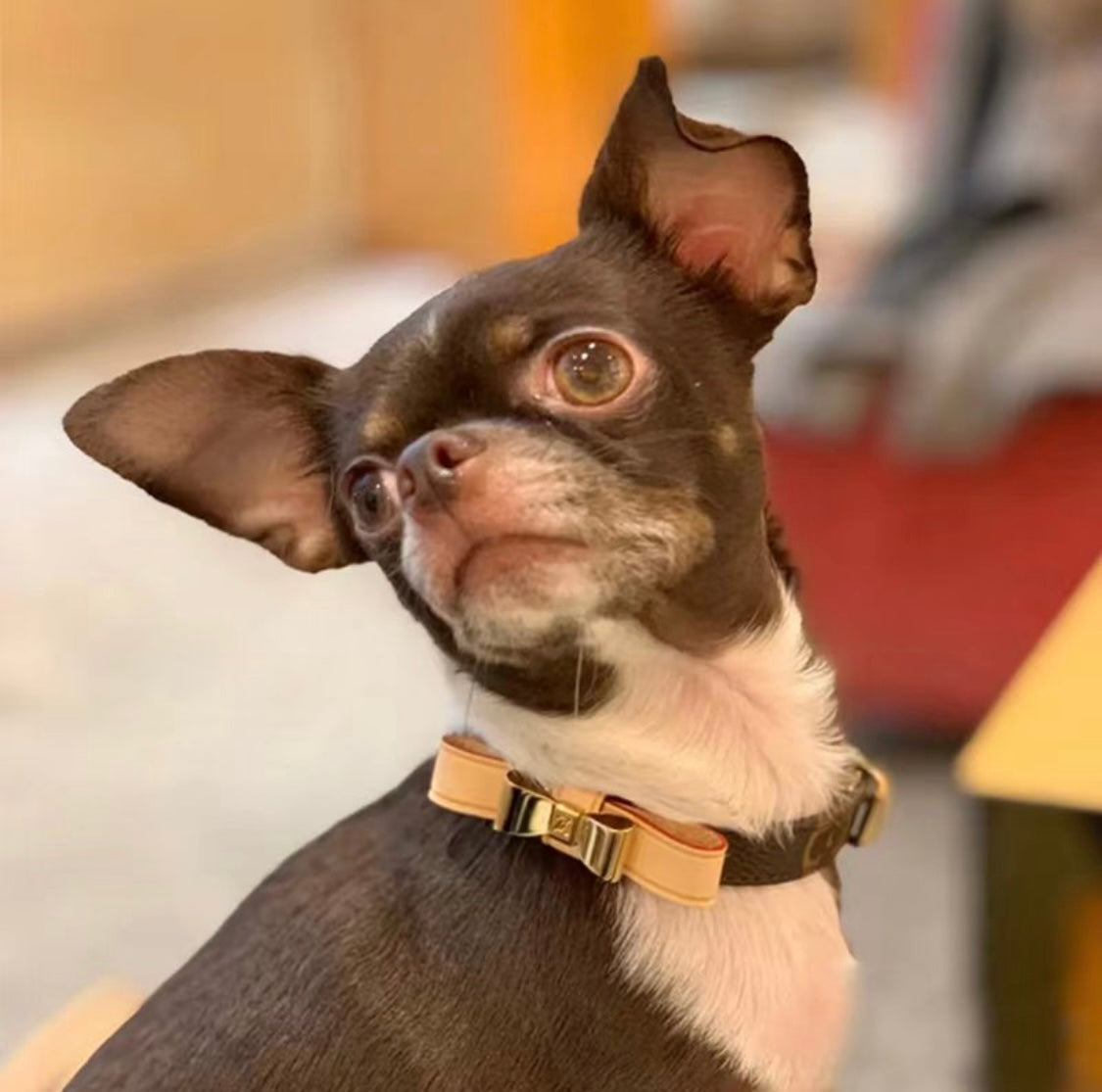Lux Bow Tie Collar/Leash Set