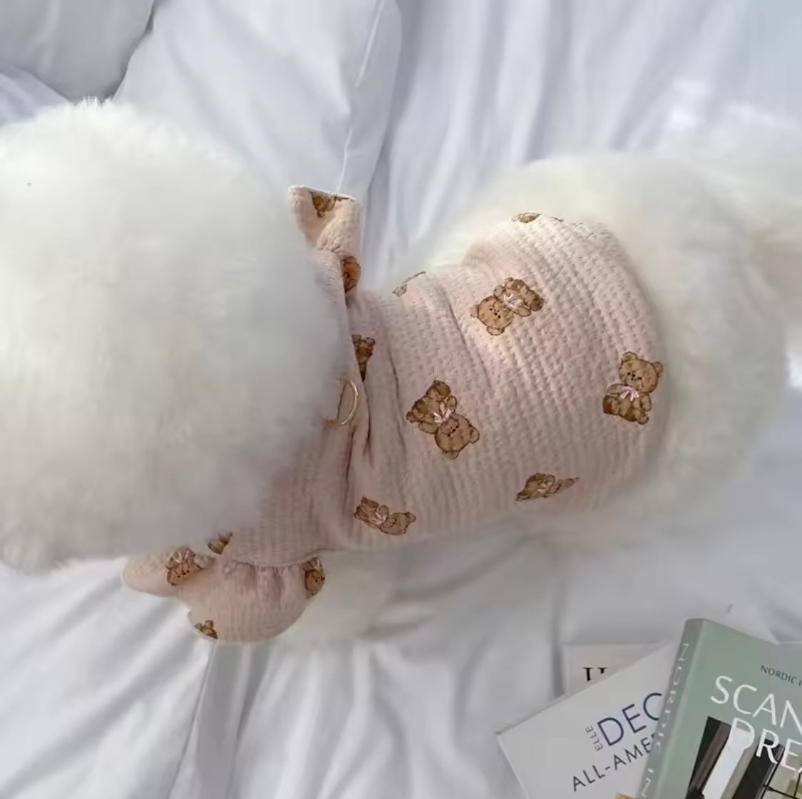 Teddy Love