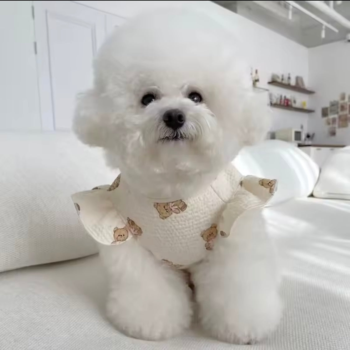 Teddy Love