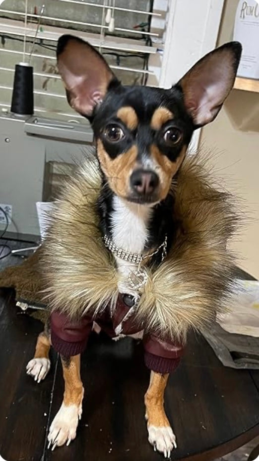 Fur Baby Moto