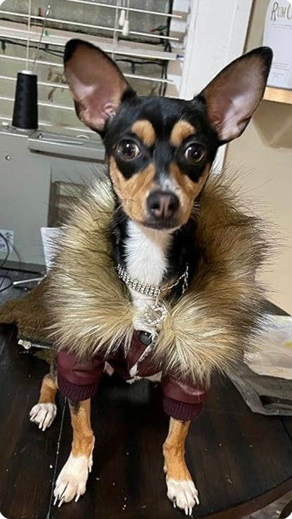 Fur Baby Moto