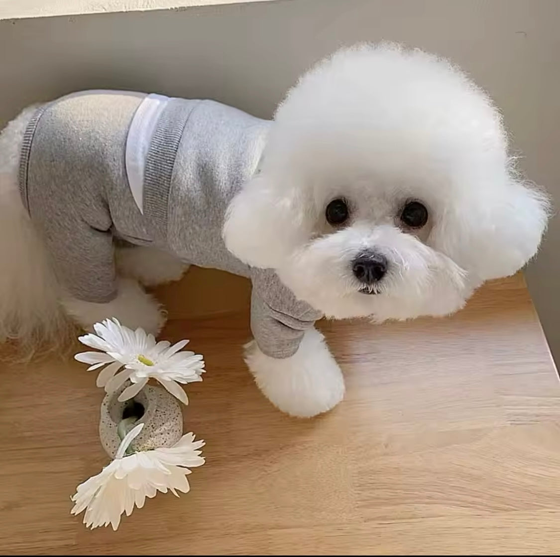 Pawsitively Soft Sweatsuit