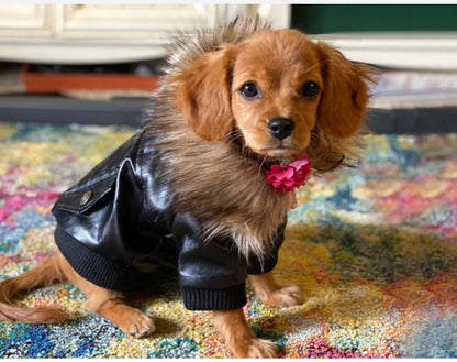 Fur Baby Moto