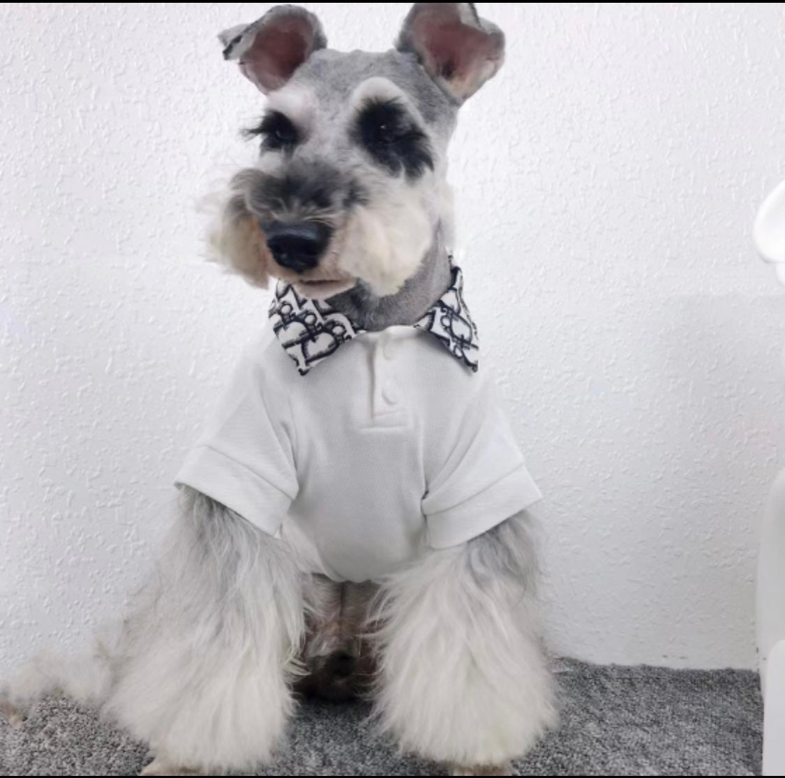 Pawdior Colour