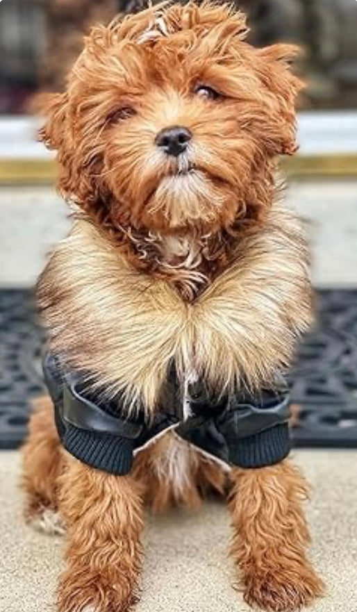 Fur Baby Moto