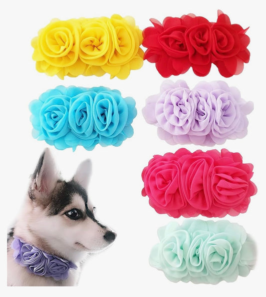 Can I Call You Rose