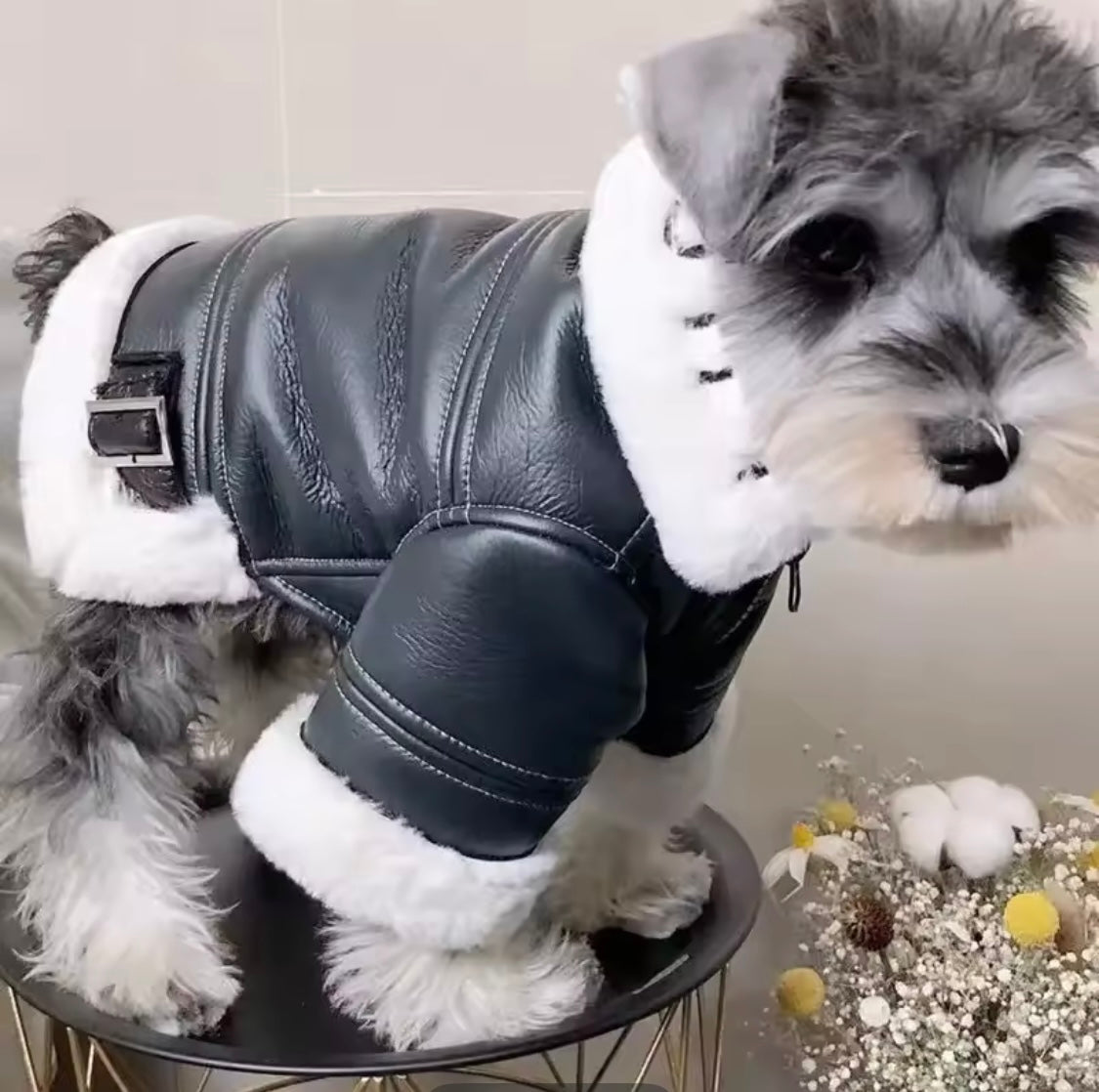 Fur Moto